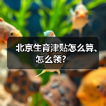 北京生育津贴申领指南：条件、标准及注意事项