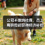 公司不缴纳社保，员工离职后能获得经济补偿吗？