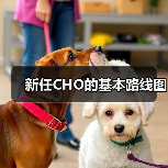 新任CHO的基本路线图 新任CHO的基本路线图