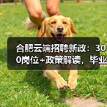 合肥云端招聘新政：300岗位+政策解读，毕业生如何把握？